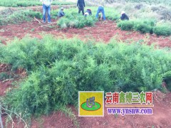 麗江大天冬種苗銷(xiāo)售，云南大天冬種子種植技術(shù)圖2