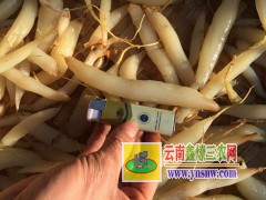 云南天冬種子種苗，麗江天冬種植生產(chǎn)基地圖2