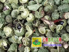 青花椒_今年青花椒批發(fā)價格_產(chǎn)地青花椒什么價錢圖1