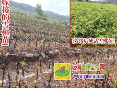 麗江雪桃價格_麗江雪桃多少一斤_麗江雪桃有多大圖2