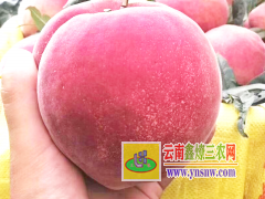 麗江雪桃甜不甜_ 正宗雪桃圖片圖1