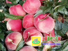 適合麗江雪桃種植的海拔要求圖1