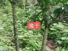 云南與四川魔芋多少錢?求購(gòu)魔芋種子&求購(gòu)魔芋種圖2