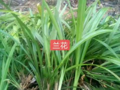蘭花的價格?多少錢一盆？圖1