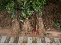 如何區(qū)分古樹(shù)茶苗,特征與功效作用圖1
