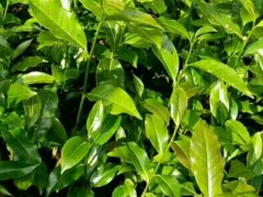 如何區(qū)分古樹(shù)茶苗,特征與功效作用圖2