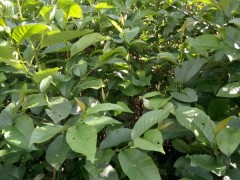 如何區(qū)分古樹(shù)茶苗,特征與功效作用圖3