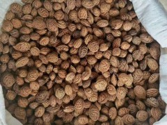毛桃種籽育苗技術(shù)（提高出芽率）圖1