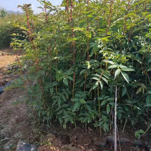 高度40--50公?分，地?徑0.3公分?花?椒苗圖片,價(jià)格