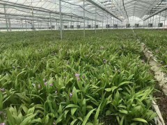 黃精種植佳時間在幾月份&中耕鋤草圖1
