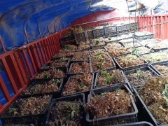 黃精種植佳時間在幾月份&中耕鋤草圖2