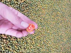 黃精種子多少錢一斤？什么時候播種出苗？種圖3