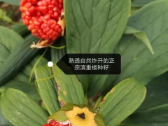 亳州市場三七行情回調(diào)/重樓種子銷售信息圖1