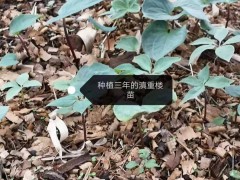 安徽亳州藥材市場重樓行情圖1