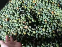雞頭黃精今年黃精的市場價格是多少呢?黃精幾種食用方法?圖1