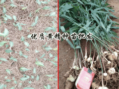 老虎姜,雞頭參,雞頭黃精,黃雞菜種苗多少錢(qián)一斤？怎么種圖1