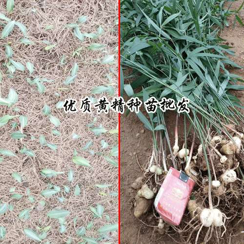老虎姜,雞頭參,雞頭黃精,黃雞菜種苗多少錢一斤？怎么種