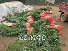 老虎姜,雞頭參,雞頭黃精,黃雞菜種苗多少錢(qián)一斤？怎么種圖2