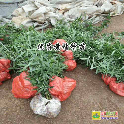 種黃精賺錢嗎？黃精種植的利潤(rùn)與投資成本及前景預(yù)測(cè)