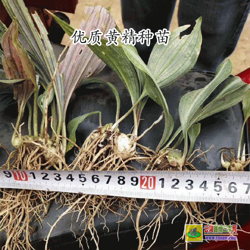 種黃精賺錢嗎？黃精種植的利潤(rùn)與投資成本及前景預(yù)測(cè)