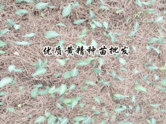 黃雞菜、筆管菜、老虎姜怎么種植?圖3