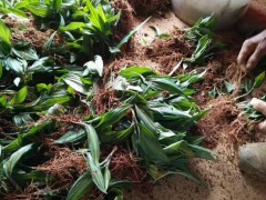 老虎姜,雞頭參,雞頭黃精,黃雞菜種子價(jià)格行情及種植技巧吧！圖2