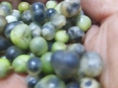 老虎姜,雞頭參,雞頭黃精,黃雞菜種子價(jià)格行情及種植技巧吧！圖3