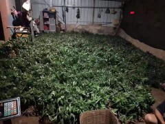 節(jié)節(jié)高(滇黃精)多少錢?新手黃精種植戶必備知識(shí)圖1