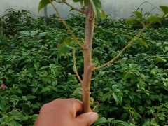 三角梅（光葉子花）哪里多?昆明葉子花圖片,價格,參數(shù),行情圖1