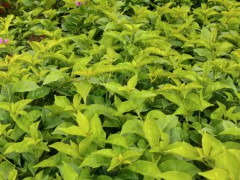 三角花、葉子花、九重葛產(chǎn)地位于哪些省_云南昆明三角梅基地歡迎你圖1