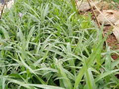 云南曲靖優(yōu)質(zhì)白芨供應出售_種植條件_2020種植前景如何圖1