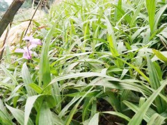 云南曲靖優(yōu)質(zhì)白芨供應出售_種植條件_2020種植前景如何圖2