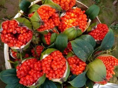 重樓，重樓苗多少錢一株，云南重樓苗種苗哪里有賣?重樓種苗價(jià)格行情怎樣?圖2