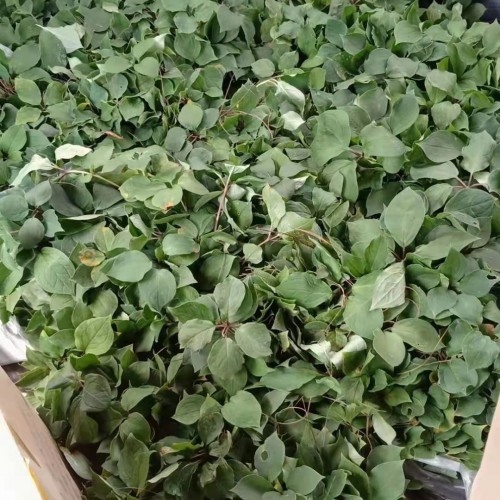 4年高桿重樓苗_多少錢一株_種3年畝產(chǎn)多少？