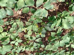 重樓農(nóng)戶_重樓籽怎樣來(lái)催芽苗？圖1