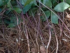 重樓農(nóng)戶_重樓籽怎樣來(lái)催芽苗？圖2