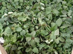 重樓農(nóng)戶_重樓籽怎樣來(lái)催芽苗？圖3