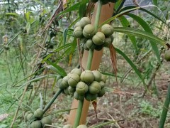 目前黃精種子價(jià)格是多少？圖3