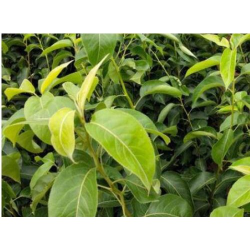 云南周邊晚秋黃梨苗批發(fā)_什么時(shí)候種植比較好?