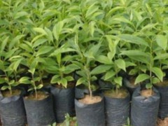 奇楠沉香好種嗎?多少錢貴不貴?圖1