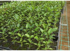 云南黃金百香果苗價(jià)格_好種植嗎?多少錢(qián)一棵？圖2