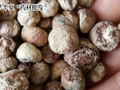 今日旱半夏市場價格_今日鮮貨行情圖2