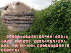 2019山藥價格&山藥供應(yīng)_云南山藥行情批發(fā)市場圖1