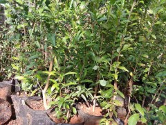 怎么種植石榴 云南軟籽石榴知識(shí)圖1