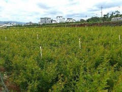 怎么種植石榴 云南軟籽石榴知識(shí)圖2