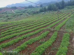 半夏好種嗎?種植技術(shù)麻不麻煩圖1