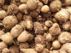 水半夏和旱半夏育苗、定植技術(shù)資料圖2