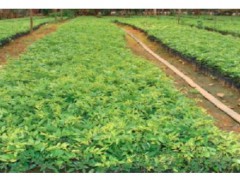 哪里有黃花梨樹苗出售_多少錢一棵？怎么種植才好圖2