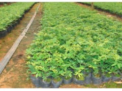 哪里有黃花梨樹苗出售_多少錢一棵？怎么種植才好圖3