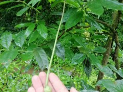 布福娜種植.施肥.管理.技術(shù)有哪一些_低價(jià)小苗出售圖2